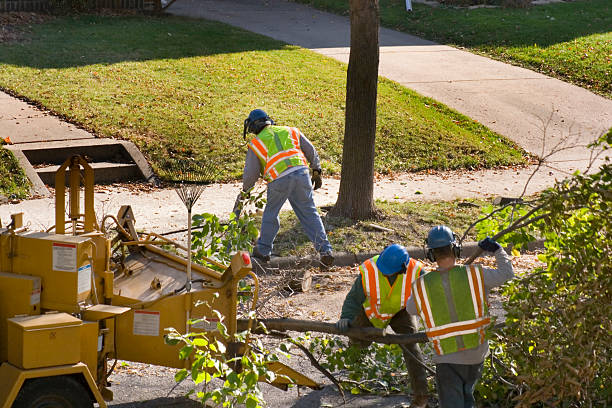 Reliable Marietta, PA Tree Removal Solutions